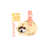 ポメチワこっさん②（個別スタンプ：13）