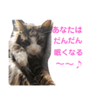 猫のてっちゃん（個別スタンプ：1）