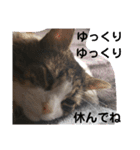 猫のてっちゃん（個別スタンプ：4）