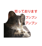 猫のてっちゃん（個別スタンプ：6）