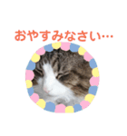 猫のてっちゃん（個別スタンプ：7）