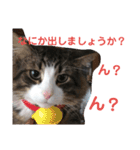 猫のてっちゃん（個別スタンプ：10）
