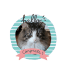 猫のてっちゃん（個別スタンプ：11）