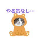 猫のてっちゃん（個別スタンプ：12）