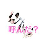 フレンチブルドッグのオレオ（個別スタンプ：5）