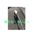 フレンチブルドッグのオレオ（個別スタンプ：6）