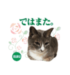 中野さんちのほのぼの猫（個別スタンプ：1）