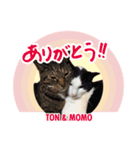 中野さんちのほのぼの猫（個別スタンプ：2）