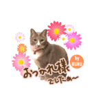 中野さんちのほのぼの猫（個別スタンプ：3）