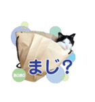 中野さんちのほのぼの猫（個別スタンプ：4）