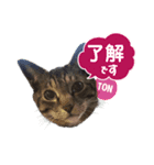 中野さんちのほのぼの猫（個別スタンプ：5）