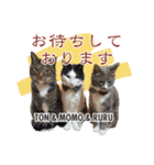 中野さんちのほのぼの猫（個別スタンプ：6）
