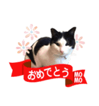 中野さんちのほのぼの猫（個別スタンプ：7）