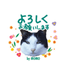 中野さんちのほのぼの猫（個別スタンプ：8）
