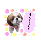 シーズー犬のマリンの毎日スタンプ②（個別スタンプ：8）