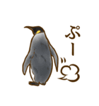 オウサマペンギンのヒナ・きんちゃん（個別スタンプ：33）