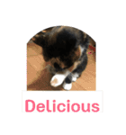 English version2（個別スタンプ：13）