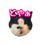 白黒ハチワレ猫はなちゃん（個別スタンプ：1）