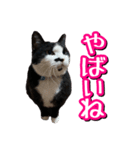 白黒ハチワレ猫はなちゃん（個別スタンプ：2）
