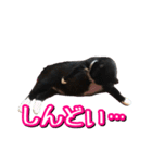 白黒ハチワレ猫はなちゃん（個別スタンプ：3）
