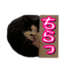 白黒ハチワレ猫はなちゃん（個別スタンプ：4）