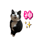 白黒ハチワレ猫はなちゃん（個別スタンプ：5）