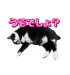 白黒ハチワレ猫はなちゃん（個別スタンプ：6）