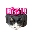 白黒ハチワレ猫はなちゃん（個別スタンプ：7）
