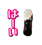 白黒ハチワレ猫はなちゃん（個別スタンプ：8）