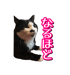 白黒ハチワレ猫はなちゃん（個別スタンプ：9）