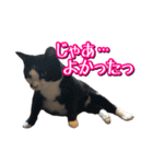 白黒ハチワレ猫はなちゃん（個別スタンプ：11）