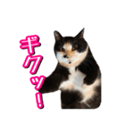 白黒ハチワレ猫はなちゃん（個別スタンプ：12）
