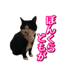 白黒ハチワレ猫はなちゃん（個別スタンプ：13）
