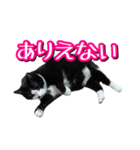 白黒ハチワレ猫はなちゃん（個別スタンプ：14）