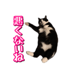 白黒ハチワレ猫はなちゃん（個別スタンプ：15）