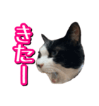 白黒ハチワレ猫はなちゃん（個別スタンプ：16）