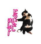 白黒ハチワレ猫はなちゃん（個別スタンプ：17）
