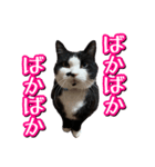 白黒ハチワレ猫はなちゃん（個別スタンプ：19）