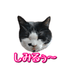 白黒ハチワレ猫はなちゃん（個別スタンプ：20）