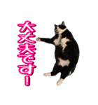 白黒ハチワレ猫はなちゃん（個別スタンプ：21）