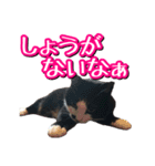 白黒ハチワレ猫はなちゃん（個別スタンプ：22）