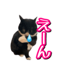 白黒ハチワレ猫はなちゃん（個別スタンプ：23）