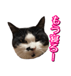 白黒ハチワレ猫はなちゃん（個別スタンプ：26）