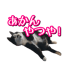 白黒ハチワレ猫はなちゃん（個別スタンプ：28）