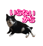 白黒ハチワレ猫はなちゃん（個別スタンプ：31）
