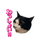 白黒ハチワレ猫はなちゃん（個別スタンプ：32）