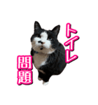 白黒ハチワレ猫はなちゃん（個別スタンプ：33）