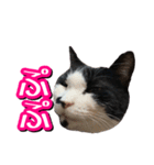 白黒ハチワレ猫はなちゃん（個別スタンプ：34）