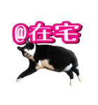 白黒ハチワレ猫はなちゃん（個別スタンプ：35）