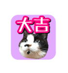 白黒ハチワレ猫はなちゃん（個別スタンプ：37）